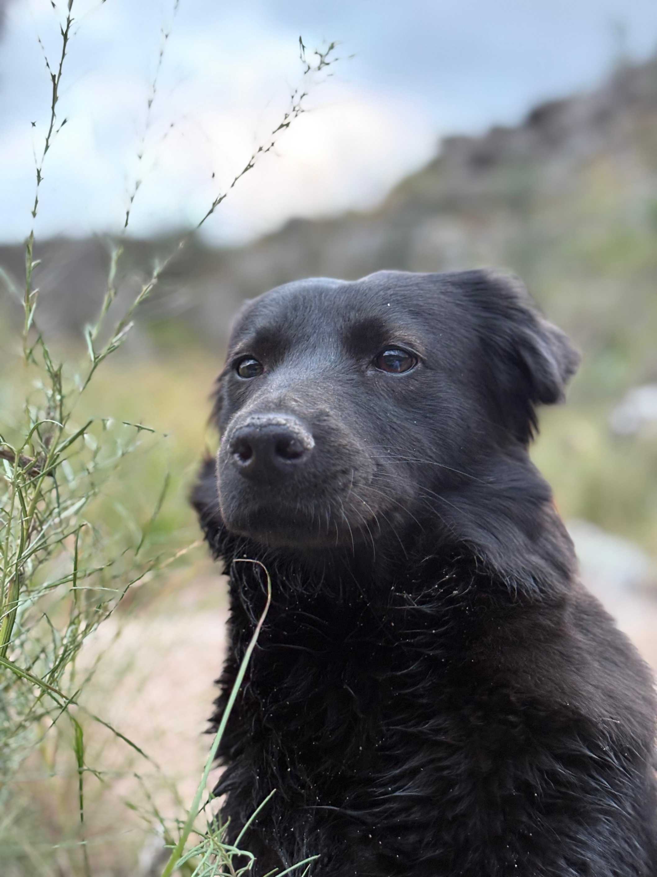 Nala - Woolly Fly Fishing
