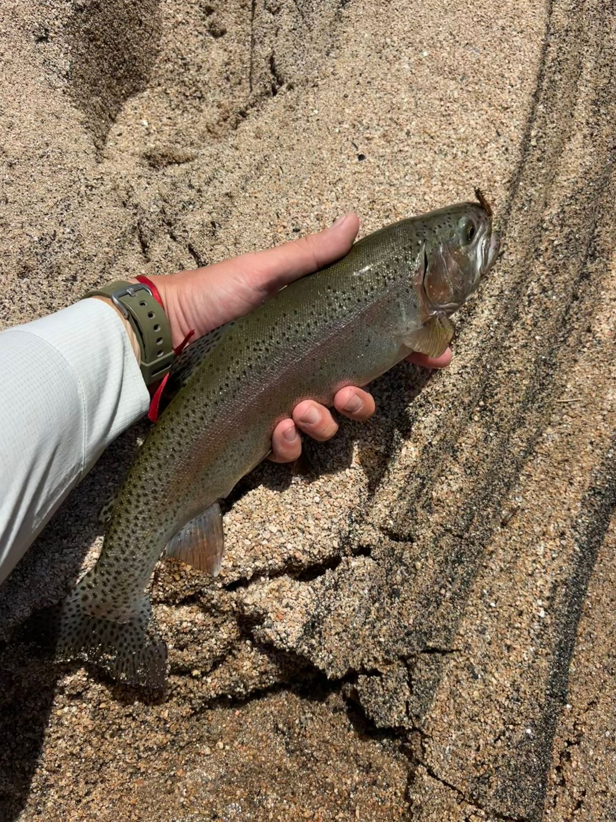 WhatsApp Image 2026-02-28 at 19.50.38 (2)